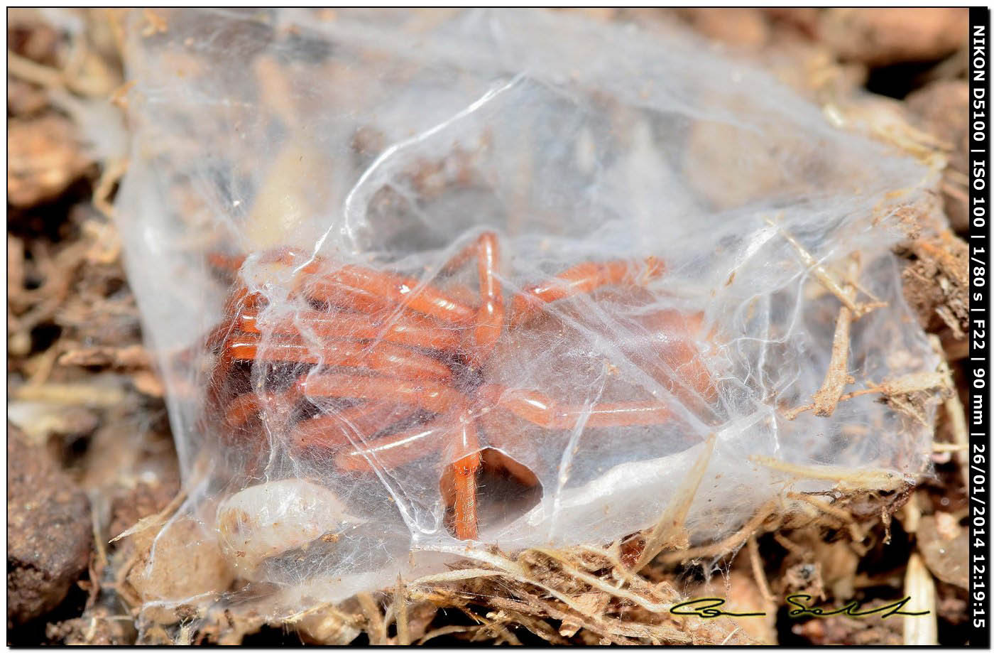 Dysdera sp., a ... riposo - Alghero (SS)